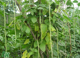 7月份可以種豆角嗎？豆角幾月份種？