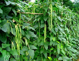 7月份可以種豆角嗎？豆角幾月份種？