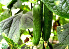 7月份能種黃瓜嗎？七月份可以種黃瓜嗎？