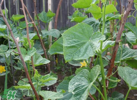 7月份能種黃瓜嗎？七月份可以種黃瓜嗎？