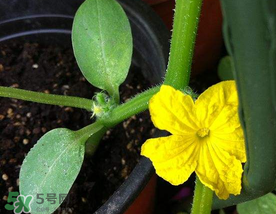 7月份能種黃瓜嗎？七月份可以種黃瓜嗎？