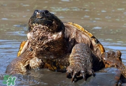 鱷龜怎么分公母？鱷龜公的好還是母的好