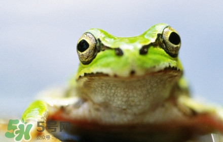 青蛙有毒嗎？青蛙有寄生蟲(chóng)嗎