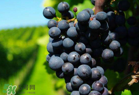 無(wú)籽葡萄小孩能吃嗎？寶寶能吃無(wú)籽葡萄嗎？