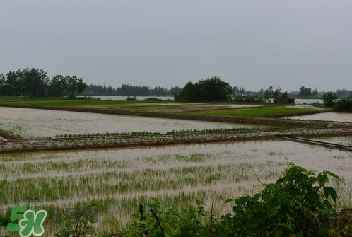 入梅是什么意思？出梅是什么意思