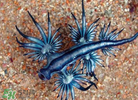 海蛞蝓可以當(dāng)寵物養(yǎng)嗎？ 海蛞蝓多少錢一只？