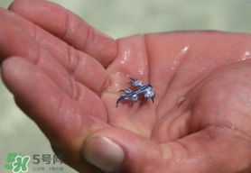 海蛞蝓可以當(dāng)寵物養(yǎng)嗎？ 海蛞蝓多少錢一只？