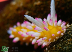 海蛞蝓可以當(dāng)寵物養(yǎng)嗎？ 海蛞蝓多少錢一只？