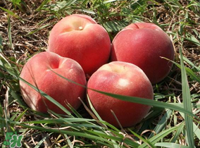 藍莓和桃子能一起吃嗎？藍莓和桃子能一塊吃嗎？