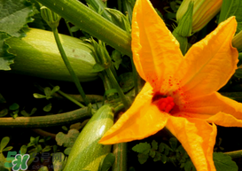 角瓜是西葫蘆嗎？角瓜和西葫蘆的區(qū)別