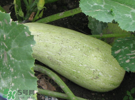 角瓜是西葫蘆嗎？角瓜和西葫蘆的區(qū)別