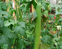 六月份能種絲瓜嗎？絲瓜幾月份種植？