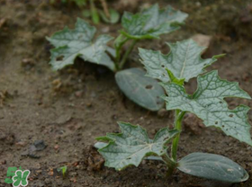 六月份能種絲瓜嗎？絲瓜幾月份種植？