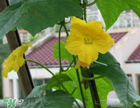 六月份能種絲瓜嗎？絲瓜幾月份種植？