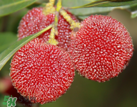 七月份還有楊梅嗎？7月份楊梅哪里有？