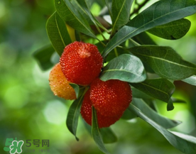 七月份還有楊梅嗎？7月份楊梅哪里有？