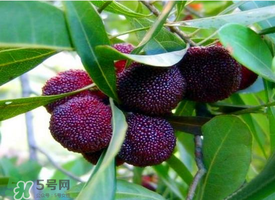 七月份還有楊梅嗎？7月份楊梅哪里有？