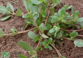 螞蚱菜怎么吃？螞蚱菜怎么做好吃