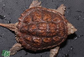 鱷龜最大能長(zhǎng)多大？鱷龜是水龜還是陸龜