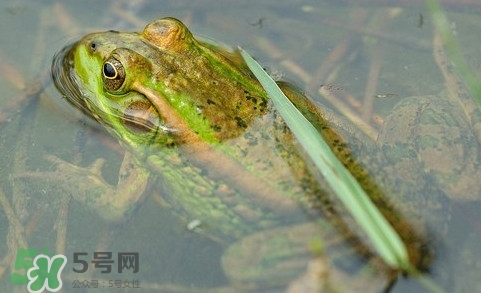 青蛙有毒嗎？青蛙有寄生蟲(chóng)嗎