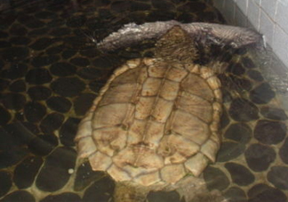 鱷龜多少錢一只？鱷龜多少錢一斤2017？