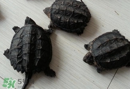 鱷龜最大能長(zhǎng)多大？鱷龜是水龜還是陸龜