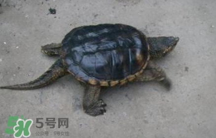 鱷龜可以吃嗎？鱷龜好吃嗎