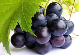 無籽葡萄小孩能吃嗎？寶寶能吃無籽葡萄嗎？