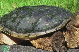 鱷龜怎么分公母？鱷龜公的好還是母的好