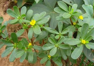 螞蚱菜和鵝蛋能在一起吃嗎？鵝蛋可以和螞蚱菜一起吃嗎