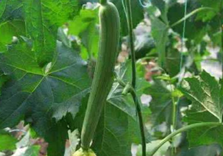 六月份能種絲瓜嗎？絲瓜幾月份種植？