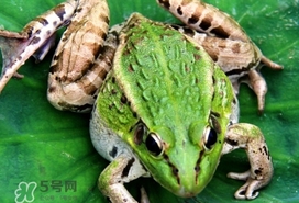 青蛙有毒嗎？青蛙有寄生蟲(chóng)嗎