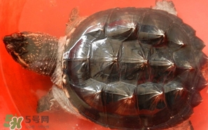 鱷龜怎么分公母？鱷龜公的好還是母的好