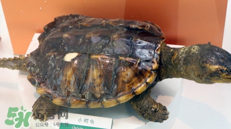 鱷龜可以吃嗎？鱷龜好吃嗎