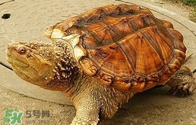 鱷龜為什么不能放生？鱷龜咬人嗎？