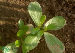 螞蚱菜洗好后怎么保存？剛采的螞蚱菜能存放幾天