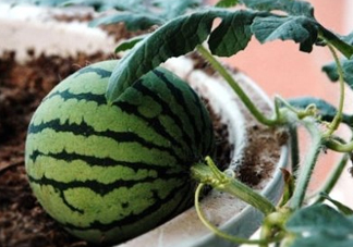 七月份可以種西瓜嗎？7月份可以種西瓜嗎？