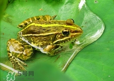 吃青蛙犯法嗎？買賣青蛙怎么處罰