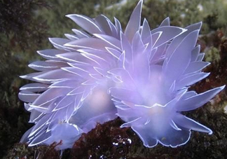 海蛞蝓可以當(dāng)寵物養(yǎng)嗎？ 海蛞蝓多少錢一只？