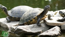 鱷龜多少錢一只？鱷龜多少錢一斤2017？