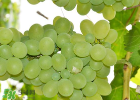 青提怎么保存？青提可以放冰箱嗎？