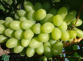 青提上有黑點怎么回事？青提長斑點是什么原因？