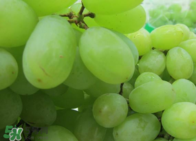 青提上有黑點怎么回事？青提長斑點是什么原因？