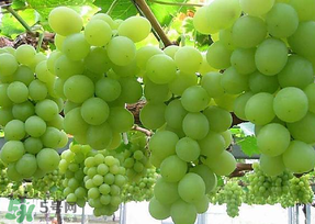 青提太酸怎么辦？青提怎么放才甜 ？