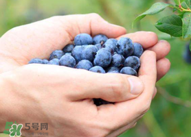 藍莓什么品種好？盆栽藍莓什么品種好？