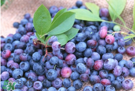 藍莓什么品種好？盆栽藍莓什么品種好？