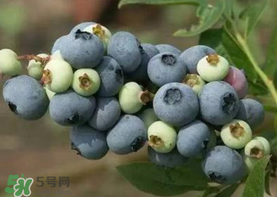 藍莓什么品種好？盆栽藍莓什么品種好？