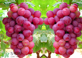 紅提怎么洗才干凈？紅提用鹽洗可以吃嗎？