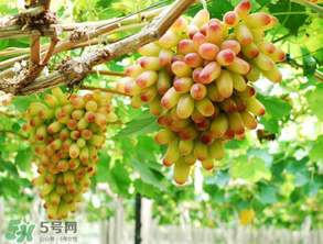 美人指葡萄多少錢一斤？美人指葡萄是轉(zhuǎn)基因嗎？