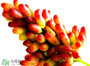 美人指葡萄多少錢一斤？美人指葡萄是轉(zhuǎn)基因嗎？